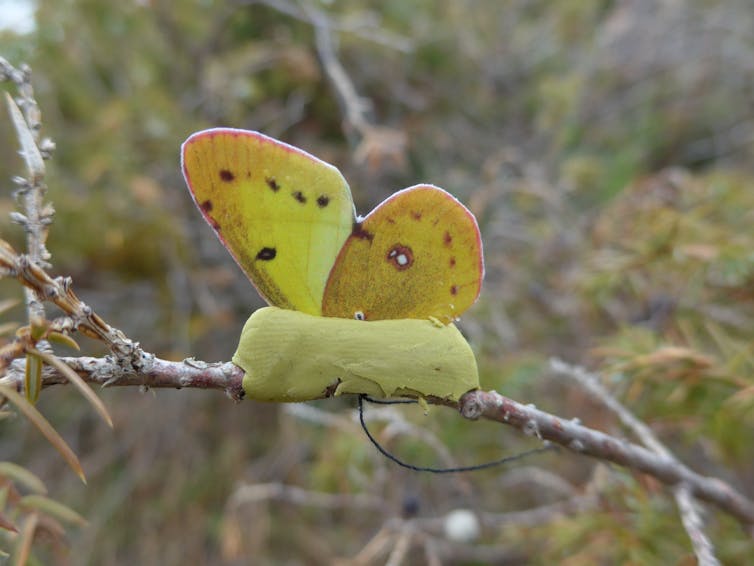 a butterfly decoy with a body made from modeling clay and paper wings