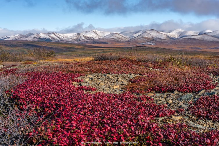 Bright red ground cover grows on rocky land with golden meadows and snow-capped mountains in the background.