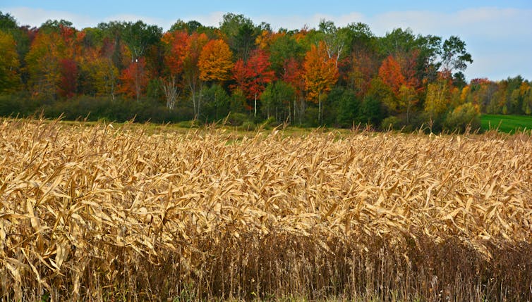 Champ de maïs, avec une forêt boréale en arrière-plan