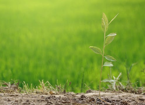 Labor won't overhaul environment laws until next year. Here are 5 easy wins it could aim for now