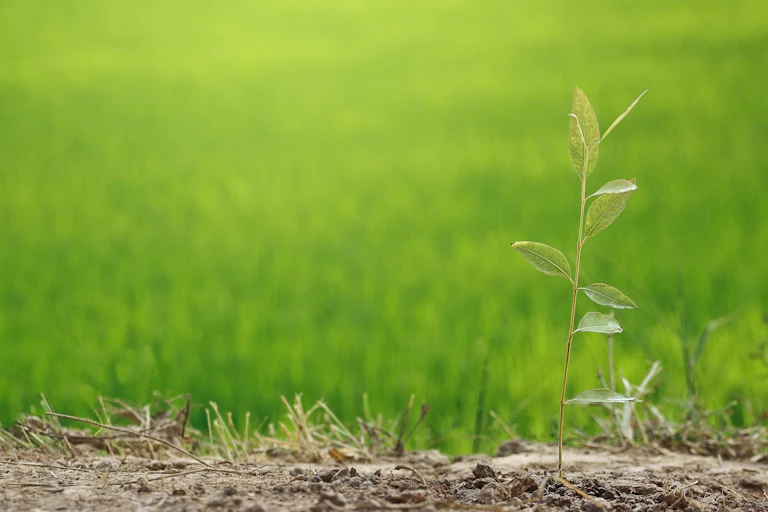 seedling
