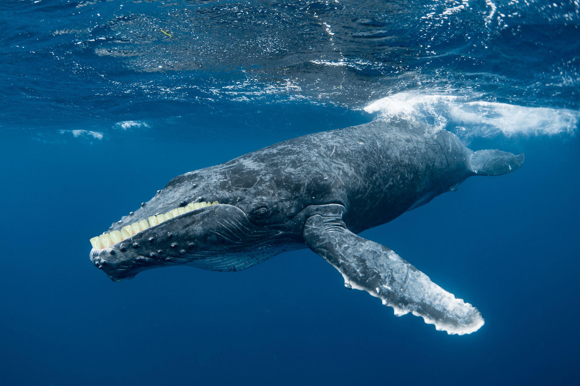 Blue Whale Bit In Half Fascinating In The Depths Of The Ocean