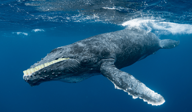 A humpback whale with human teeth