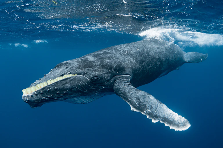 A humpback whale with human teeth