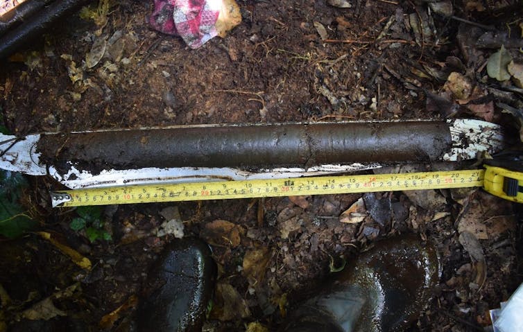A core of peat next to a tape measure.