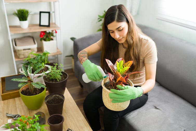A young woman wearing gardening gloves uses a spray bottle to water her houseplants.