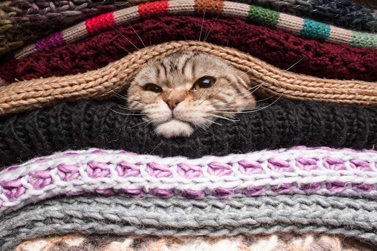 a kitten emerges from among a pile of textiles