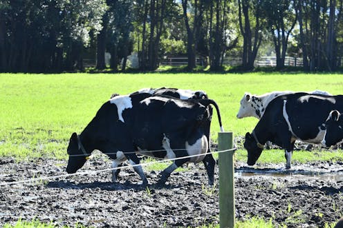 VIDEO: Should Australia close its border to Bali in the fight against foot and mouth disease?