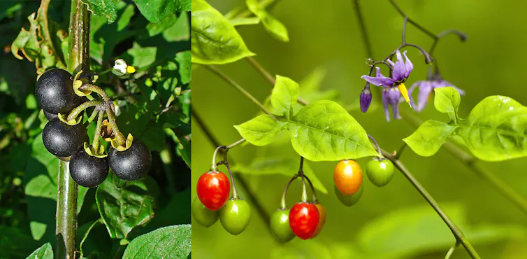 Vue de baies noires et rouges de morelles, avec leur feuillage et fleurs