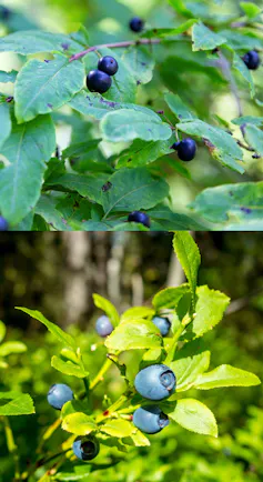 Vues de baies et feuilles de chèvrefeuille noir et de myrtilles, pour comparaison
