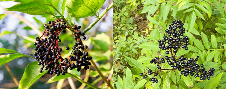Comparaison de la disposition des baies des sureaux noir et hièble