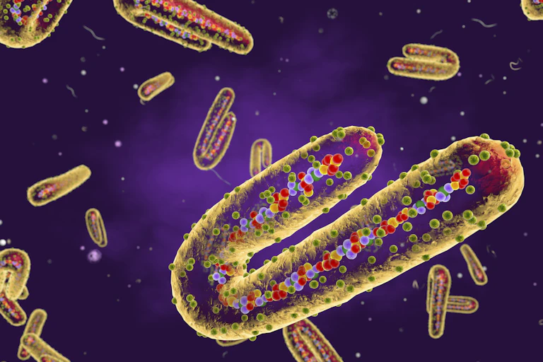 Marburg virus, cut-away illustration.