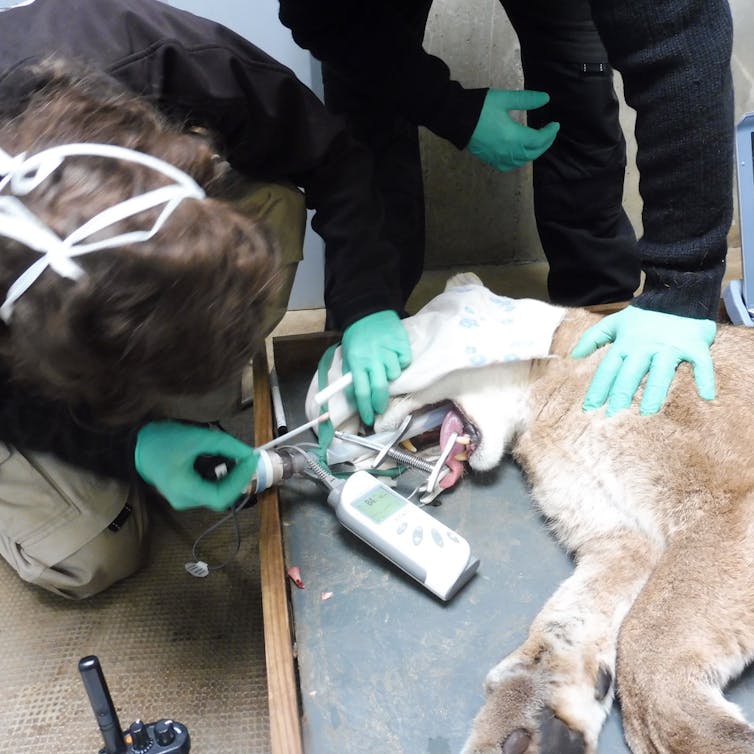 Un écouvillon est enfoncé dans la narine d’un puma allongé