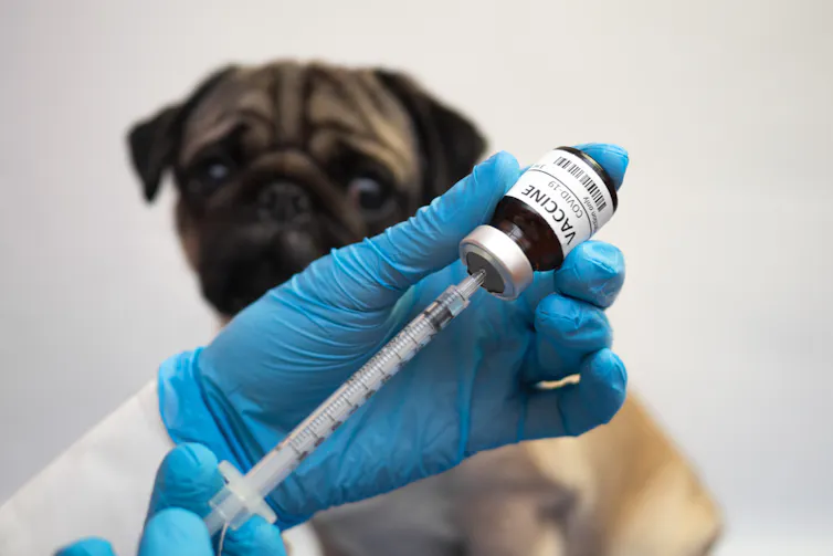Un chien semble regarder avec angoisse une seringue en train d’être remplie de vaccin