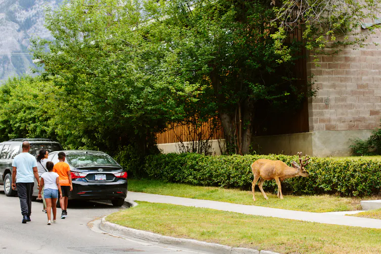 Un cerf broute dans une ville canadienne, à côté d’une famille qui passe en marchant
