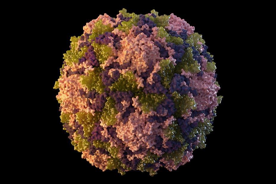 Illustration of one poliovirus particle