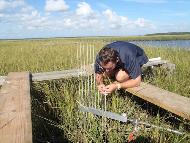 Man on a timber platform inspects instrument for measuring elevation of a tidal marsh