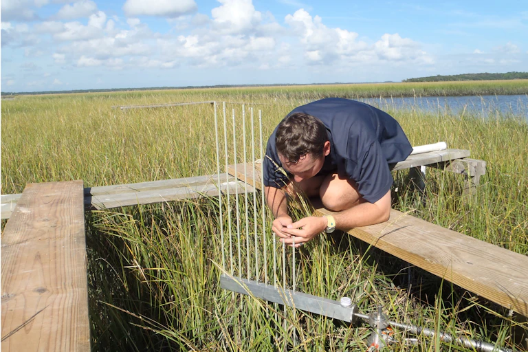 Man on a timber platform inspects instrument for measuring elevation of a tidal marsh