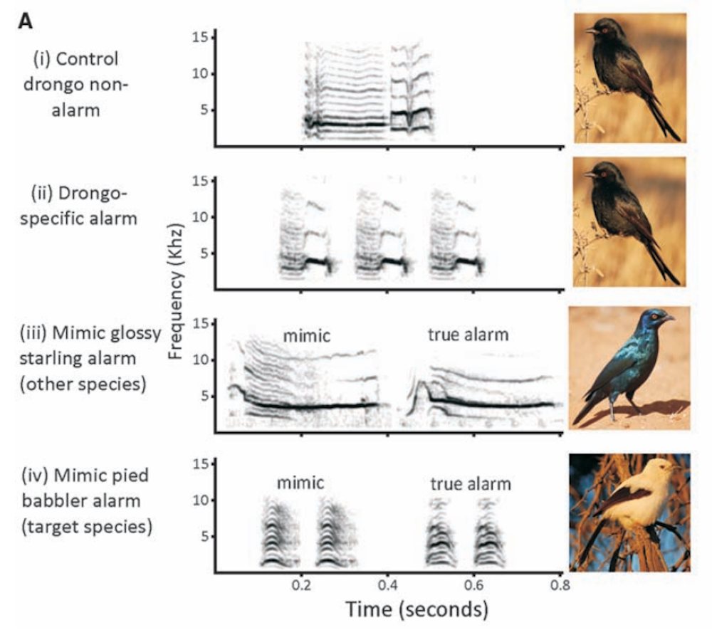Drongo mimics alarm calls to steal food from other species, finds