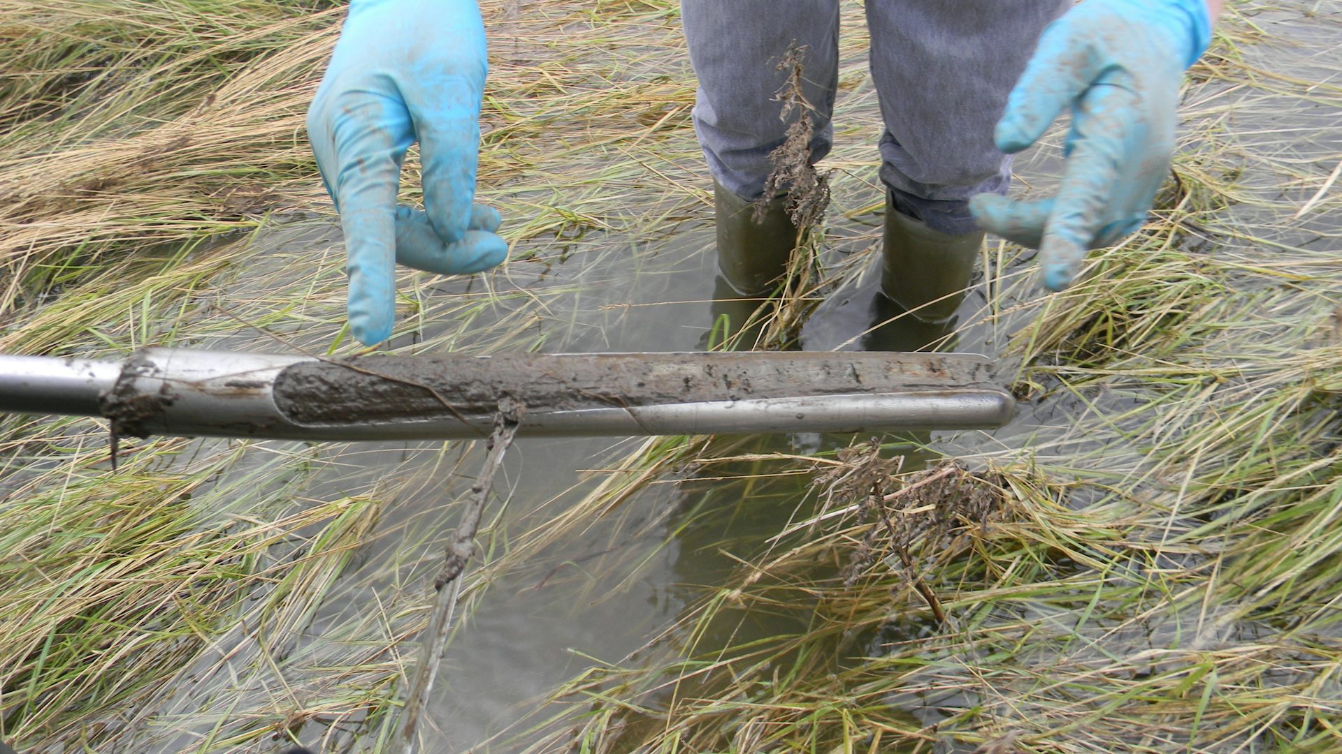 Gloved hands handle a core of sediment surrounded by inundated vegetation.