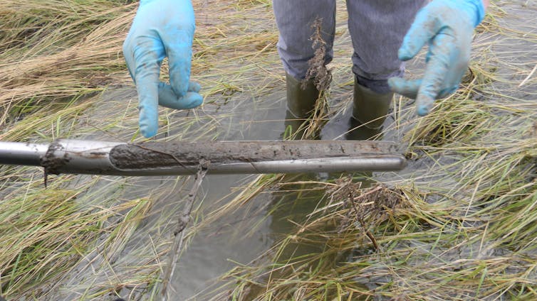 Gloved hands handle a core of sediment surrounded by inundated vegetation.