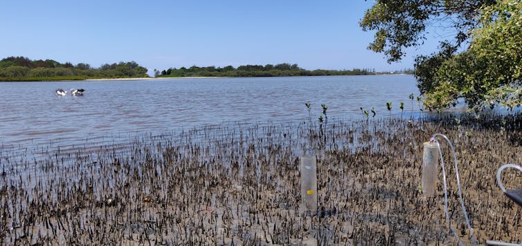 Plastic tubes criss-cross tree saplings on a sandy shore.