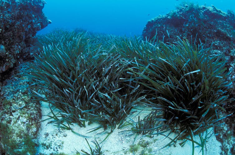 A stand of underwater seagrass with white-flecked leaves.