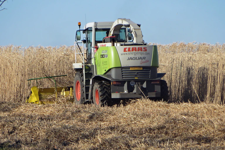 Moissoneuse dans un champ de miscanthus
