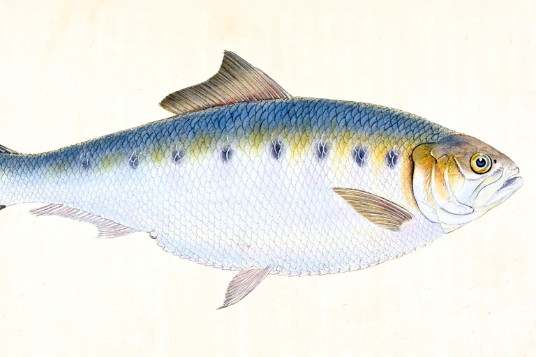A colourful illustration of a twaite shad.