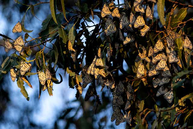 Dozens of oange and black butterflies hang from eucalyptus stems