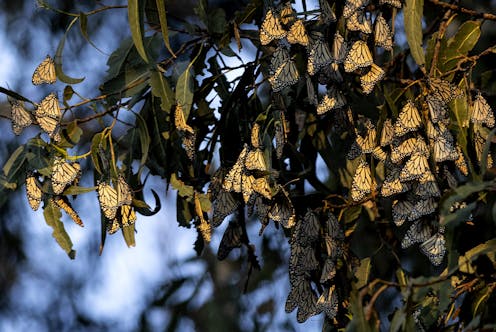 Monarch butterflies join the Red List of endangered species, thanks to habitat loss, climate change and pesticides