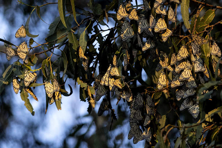 Dozens of oange and black butterflies hang from eucalyptus stems