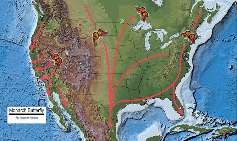 Map of North America showing monarch butterfly fall migration routes.