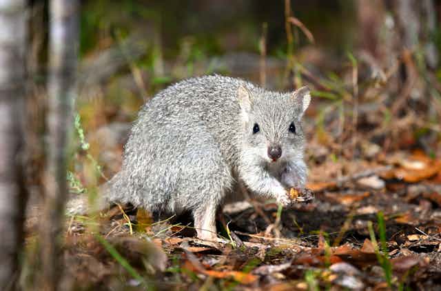 Photograph of a northern bettong, an endangered small grey marsupial found only in northeastern Queensland.