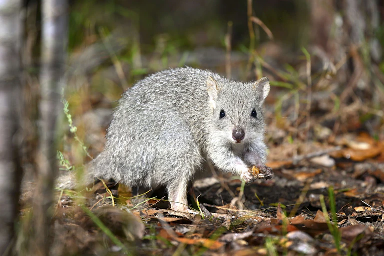 Photograph of a northern bettong, an endangered small grey marsupial found only in northeastern Queensland.