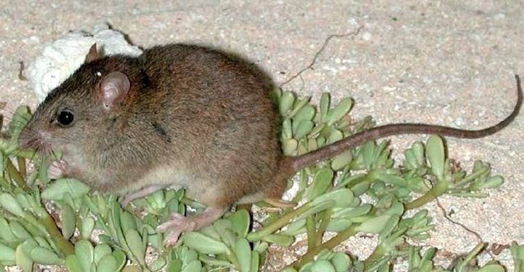 Australia has hundreds of mammal species. We want to find them all – before they're gone