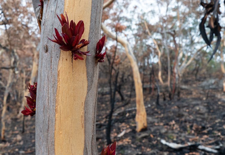 red plant growing from tree trunk after bushfires