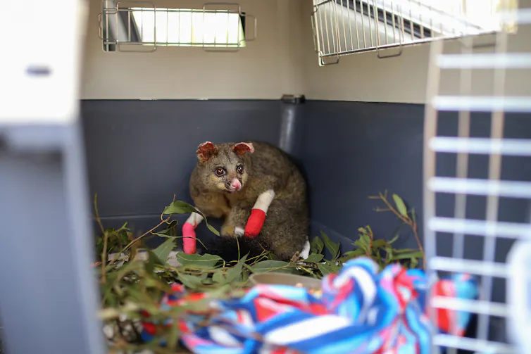 possum burned