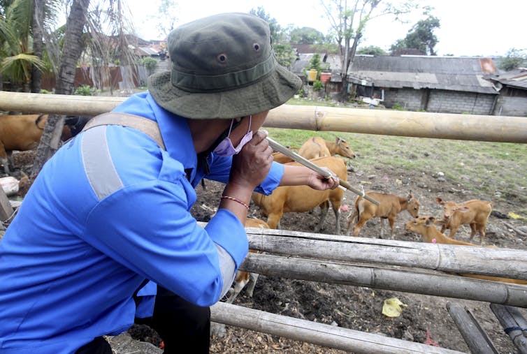 man points rod at cow