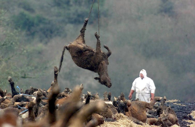 dead cow lifted above pile of others