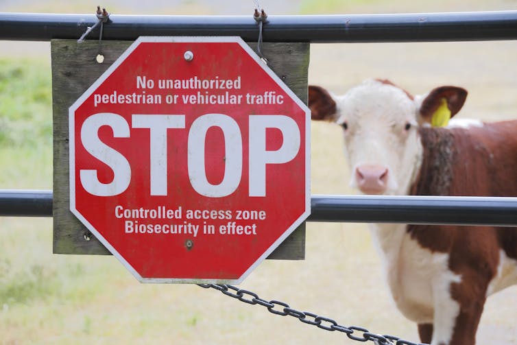 cow behind a gate bearing a stop sign
