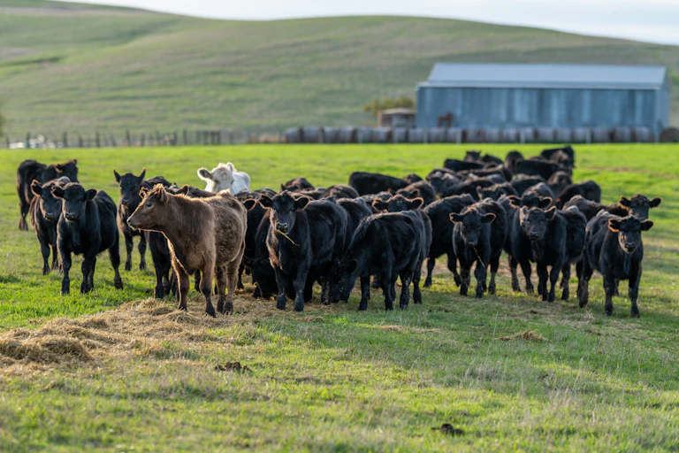 herd of cows on grass