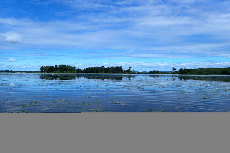Calm water with some plants at the surface and low-lying land covered with trees on the near horizon.