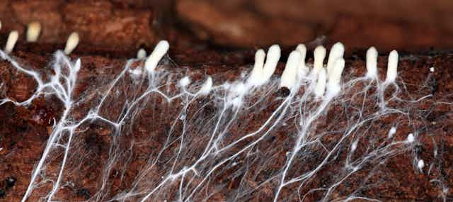 mycelium