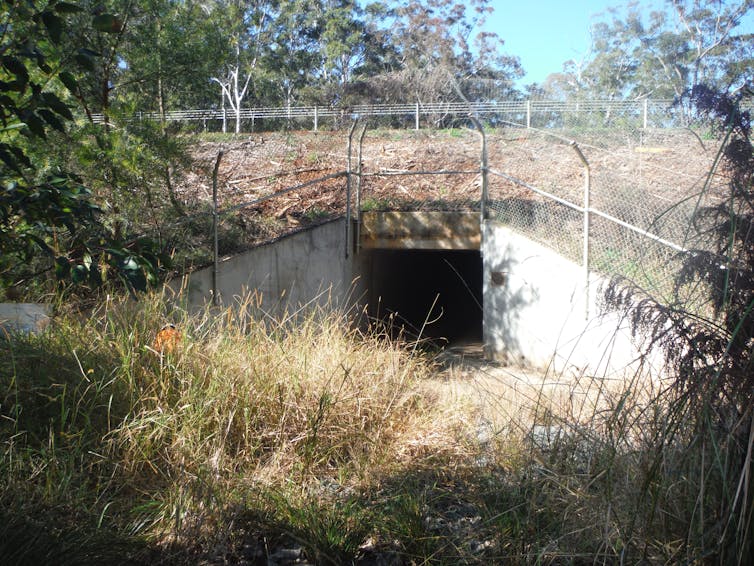 wildlife underpass