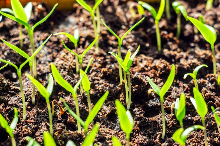 Green shoots farm