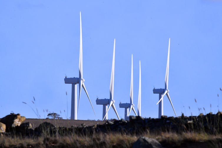 wind turbines in rural landscape with cows