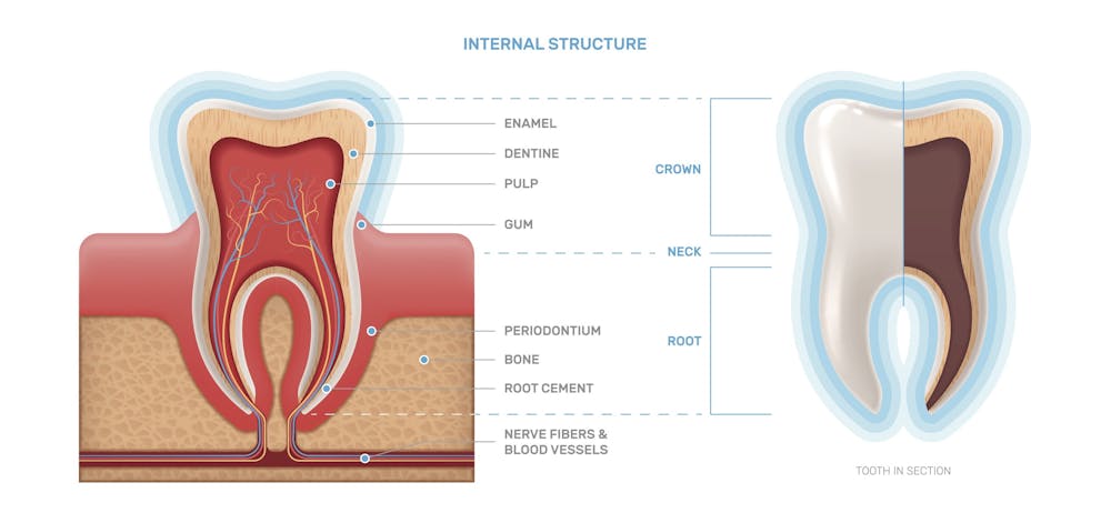 Curious kids: what is inside teeth?