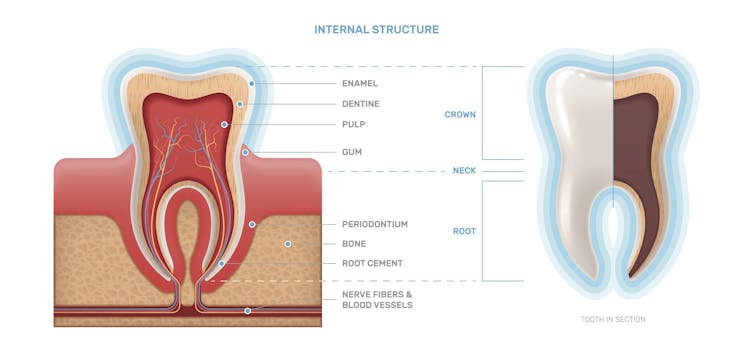 diagram of tooth inside