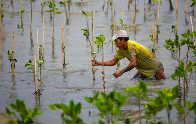 A person plants a mangrove tree surrounded by saplings at high tide.